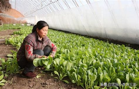 小白菜生長週期|城市小農新趨勢 屋頂一把青 小白菜的栽種絕活